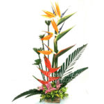 Aves tropicales